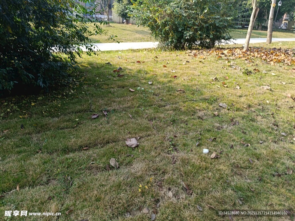 户外草地绿植景观