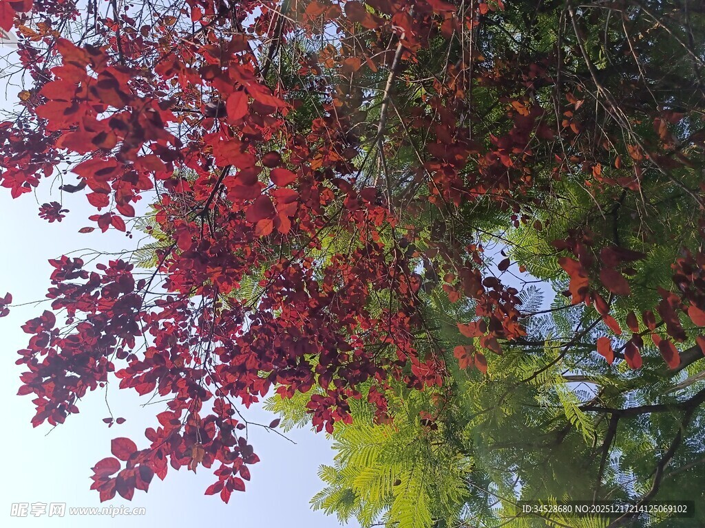 秋日红枫叶景