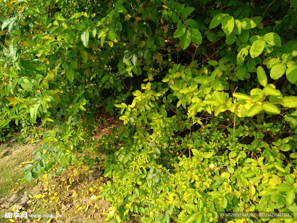 绿意盎然的自然植物景观