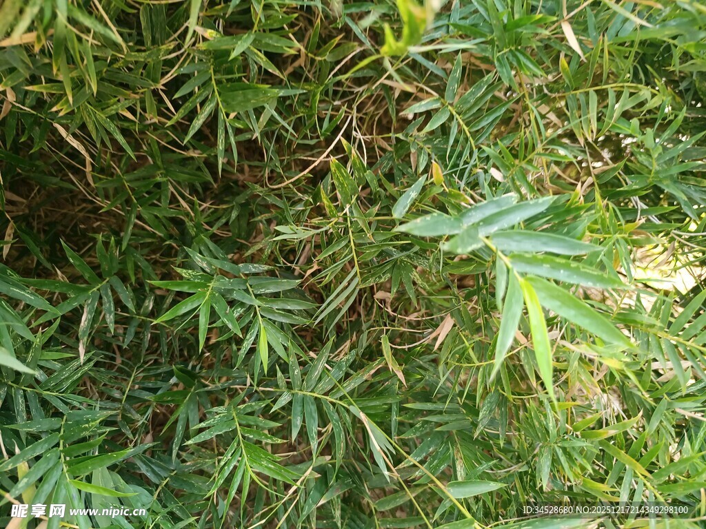 翠绿繁茂的植物景观