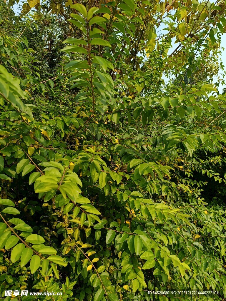 繁茂绿叶的生机景象