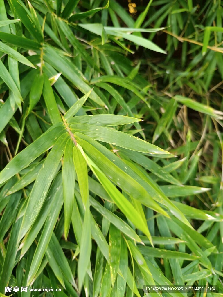 翠绿竹叶特写