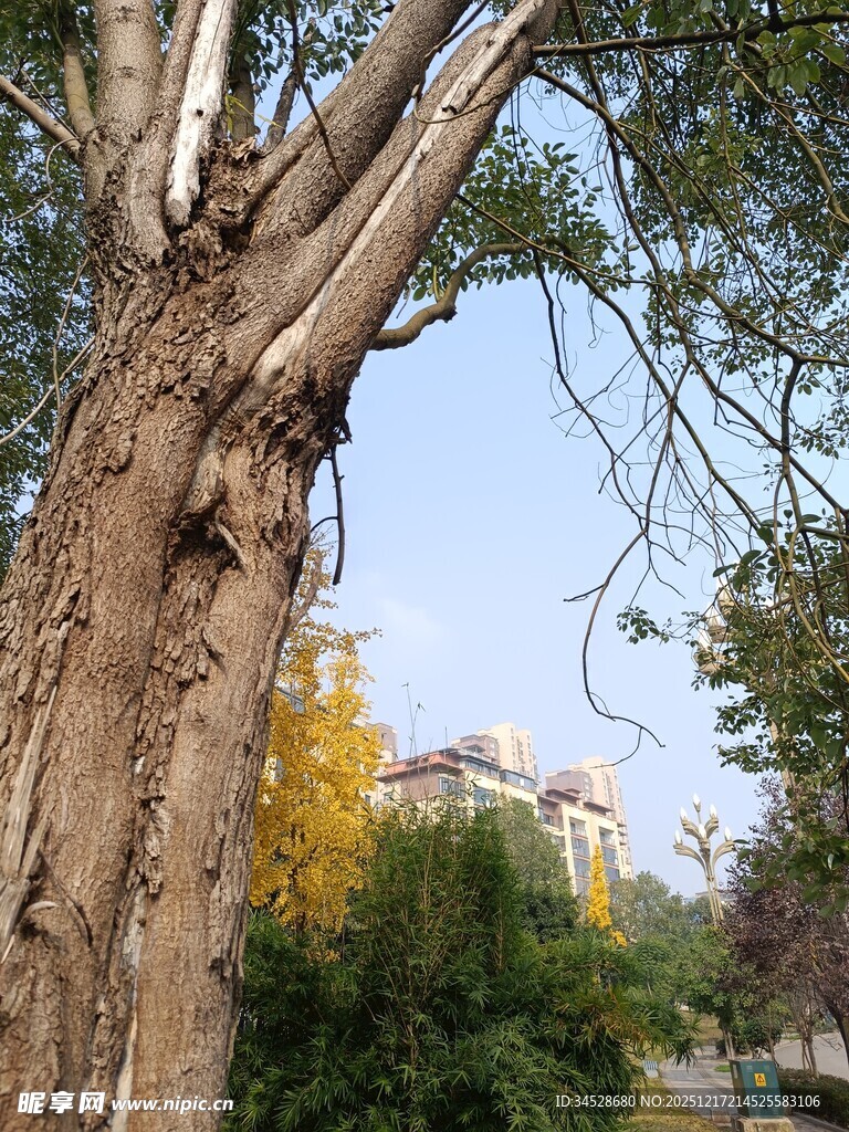 古老大树与远处建筑景观