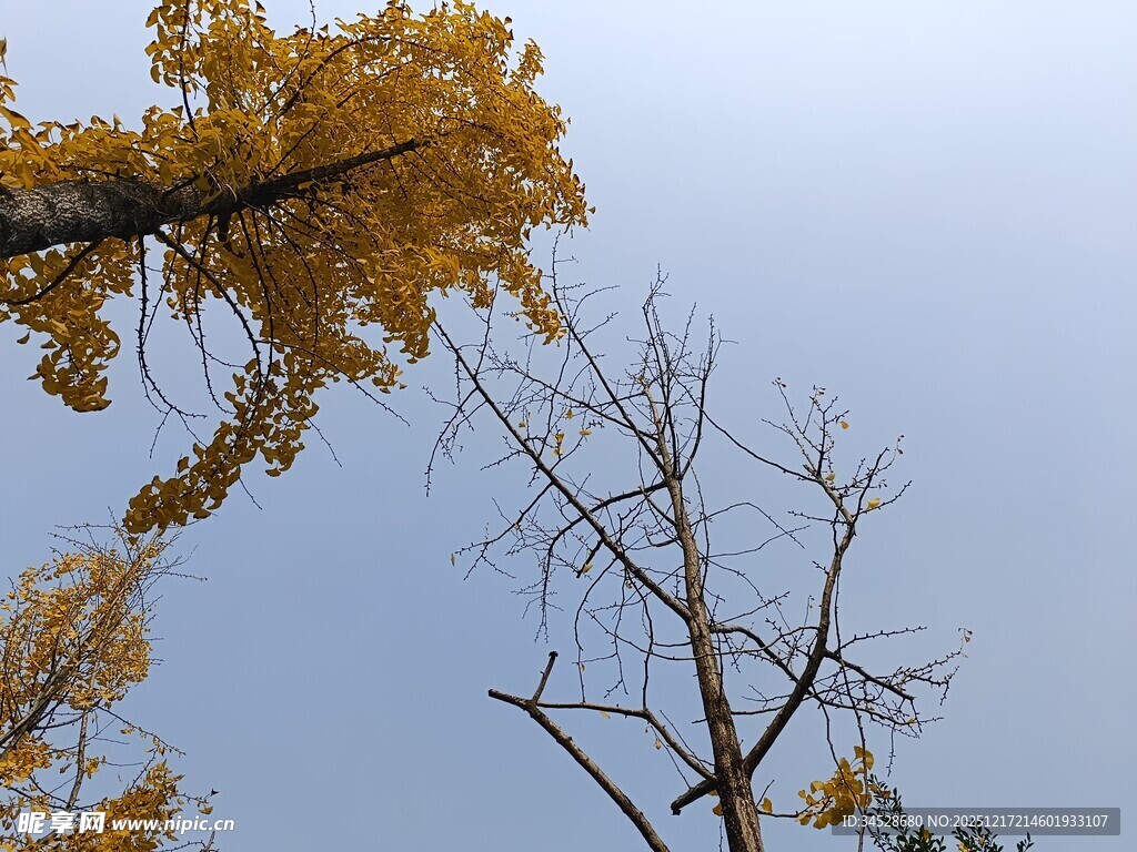 秋日银杏与光秃树枝