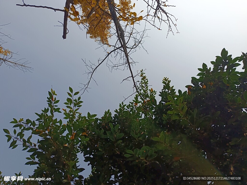 秋日树梢与蓝天绿植