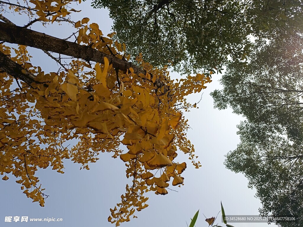 仰望金黄银杏与蓝天