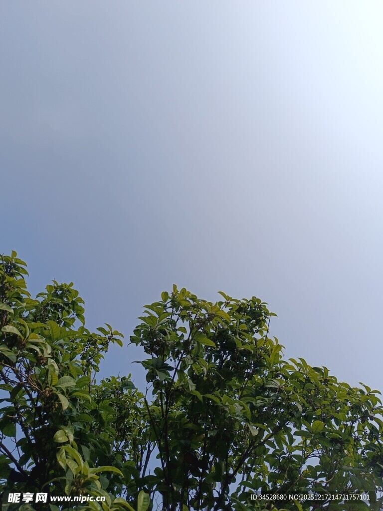 树梢之上的晴朗天空