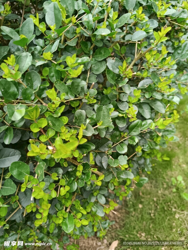 翠绿繁茂的灌木丛