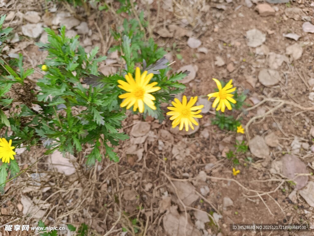 泥土中绽放的黄色小花