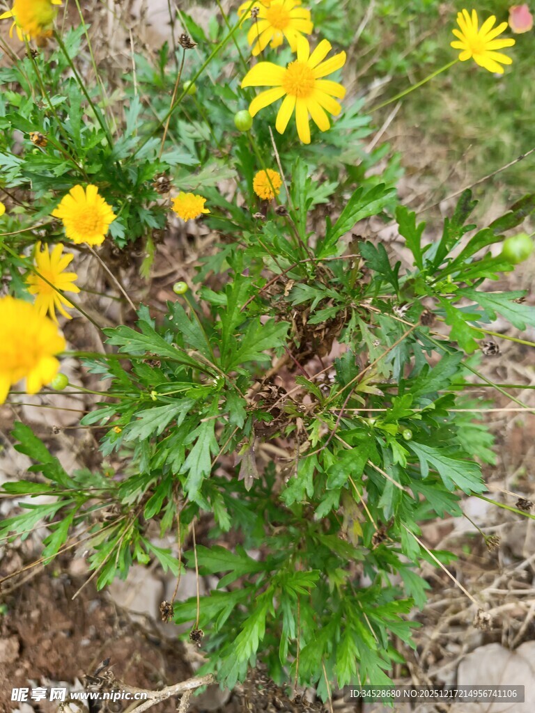 黄色小花绽放于绿叶间