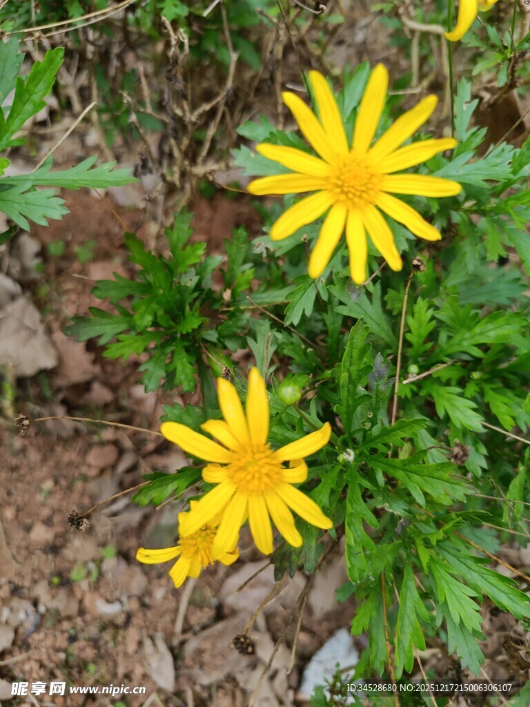 两朵绽放的黄色小野花