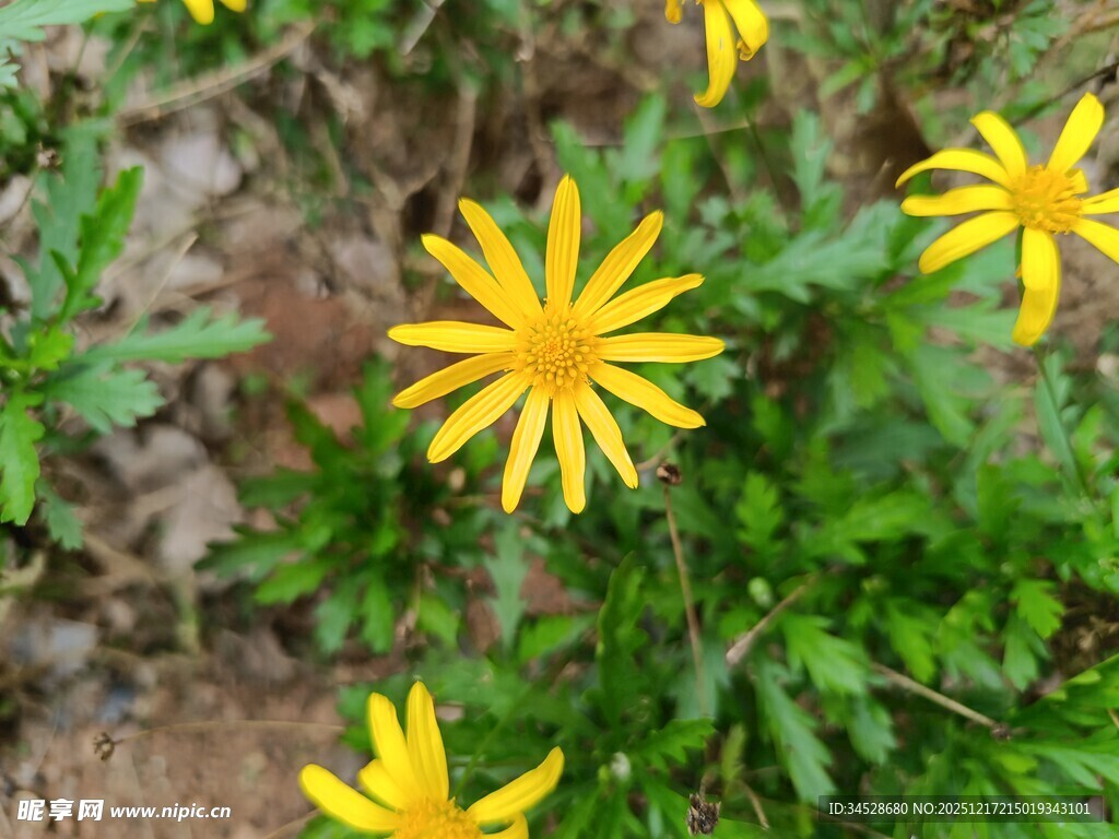 野外绽放的黄色小花