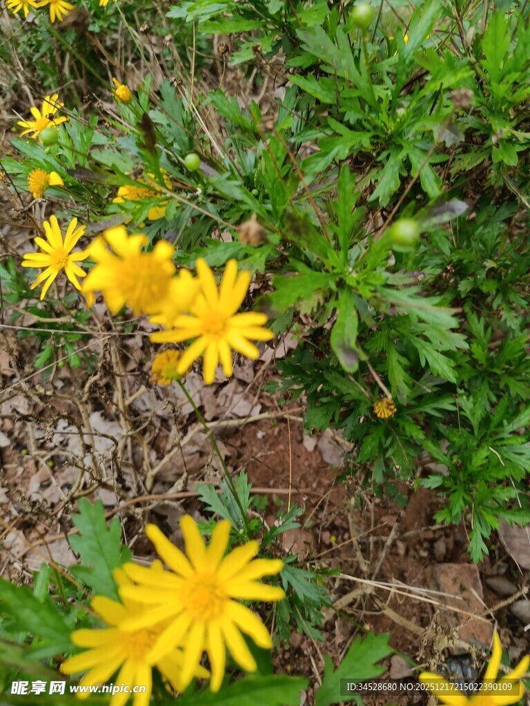 黄色小花绽放于草丛中