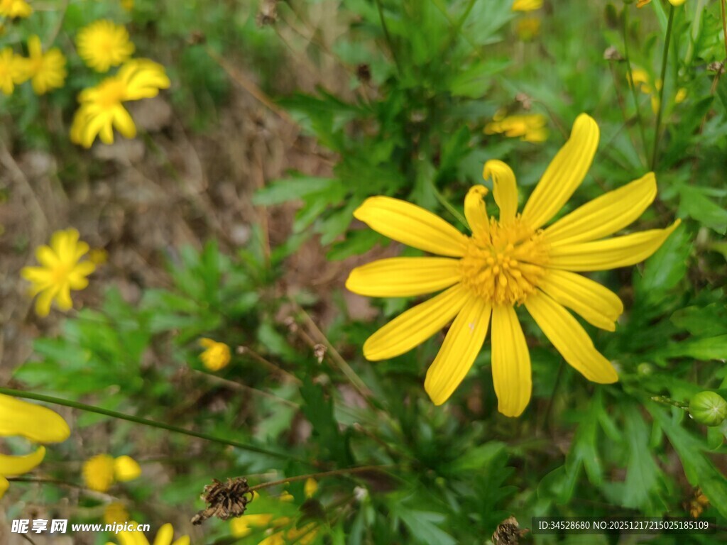黄色小野花绽放于草丛