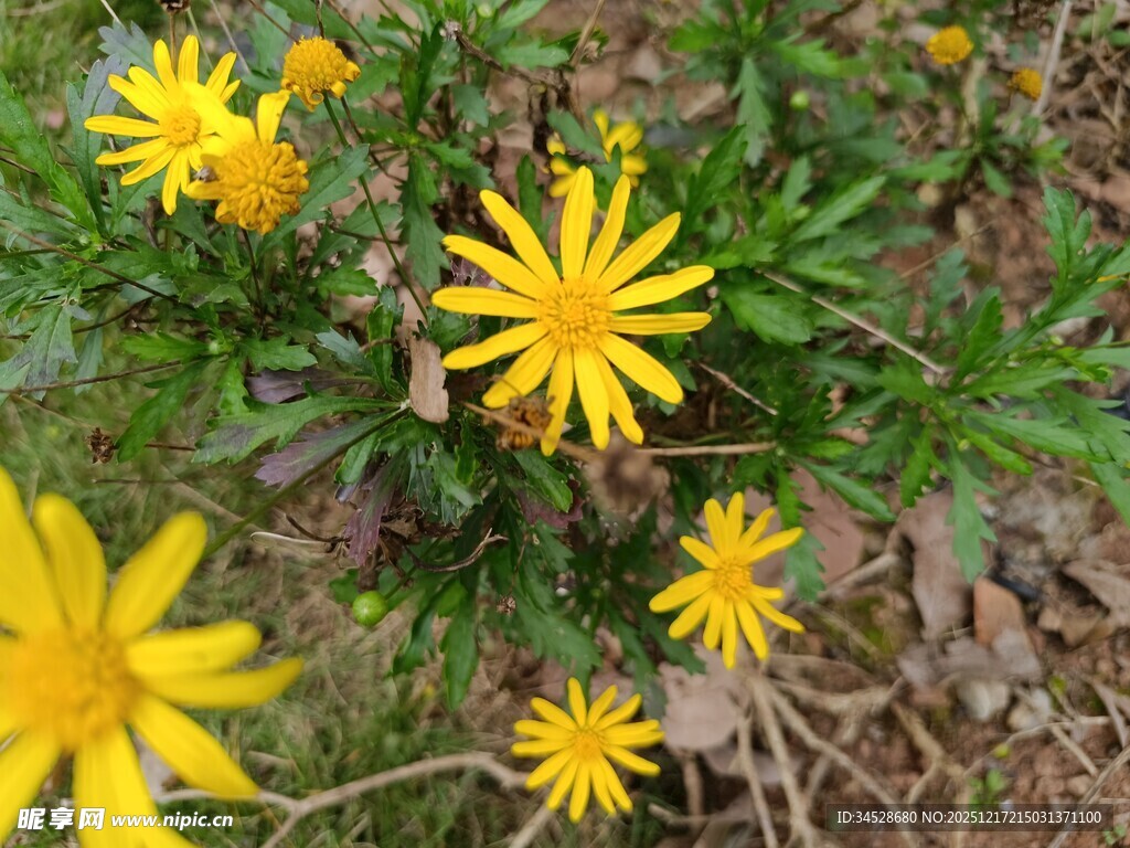 黄色小野花绽放生机