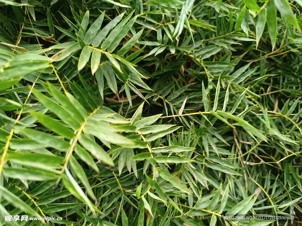 翠绿舒展的细长叶片植物