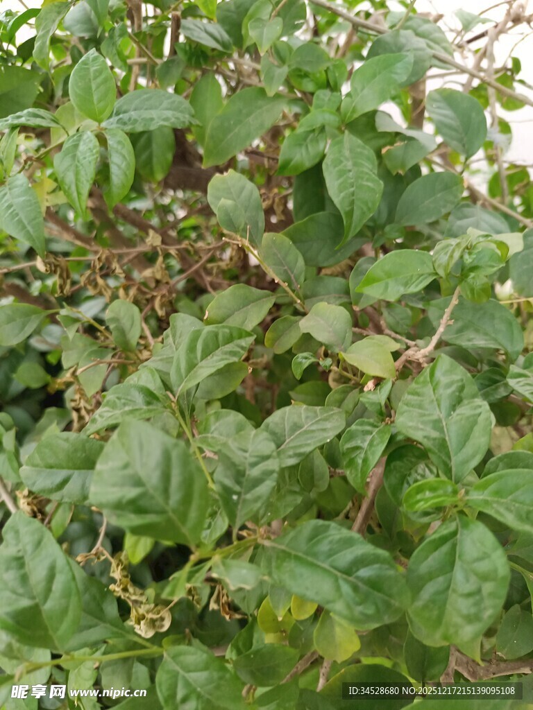 绿叶繁茂的植物景象