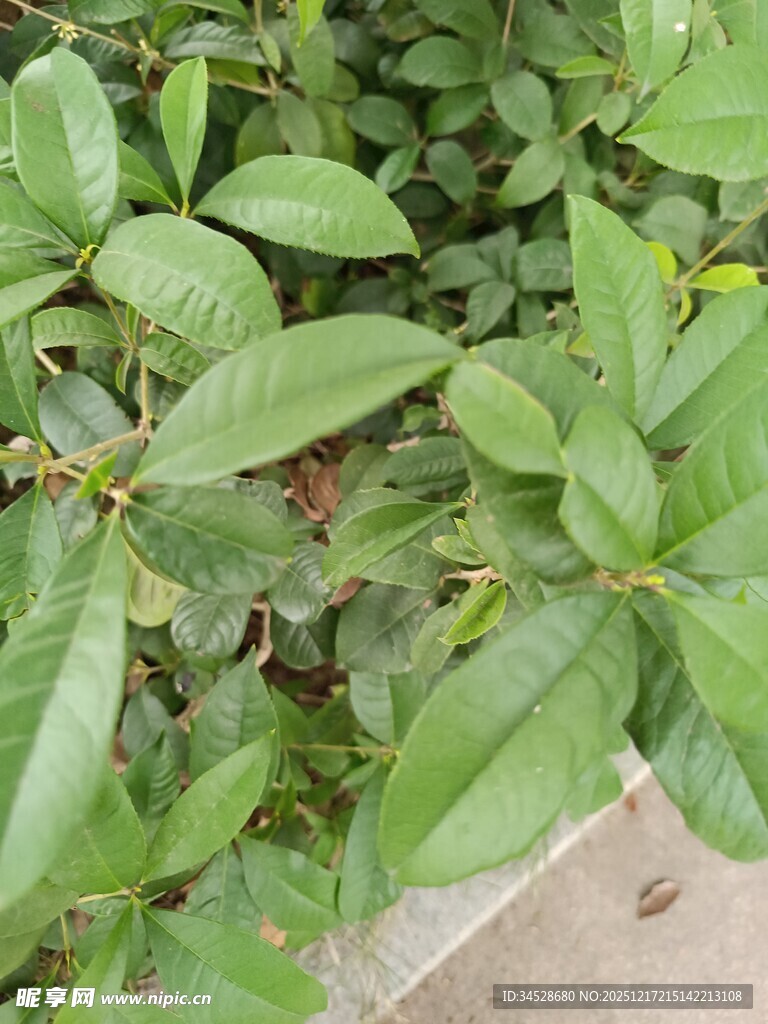 绿叶植物近景特写