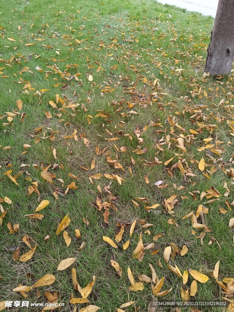 草地上的缤纷落叶