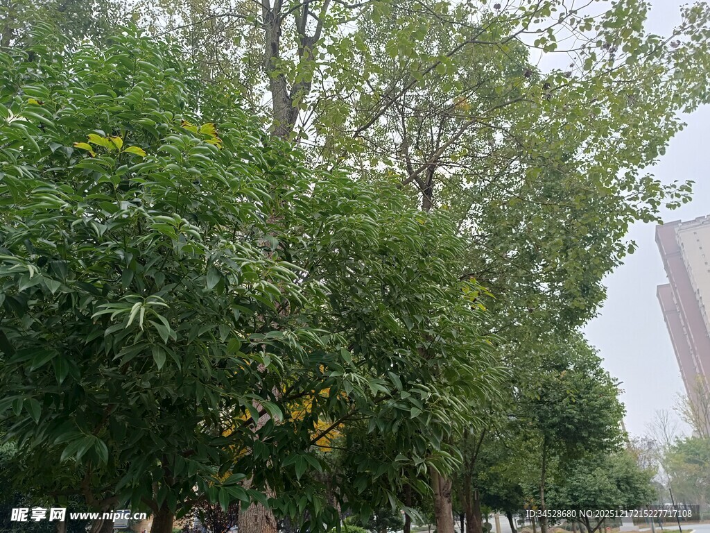 城市中葱郁的绿树景观