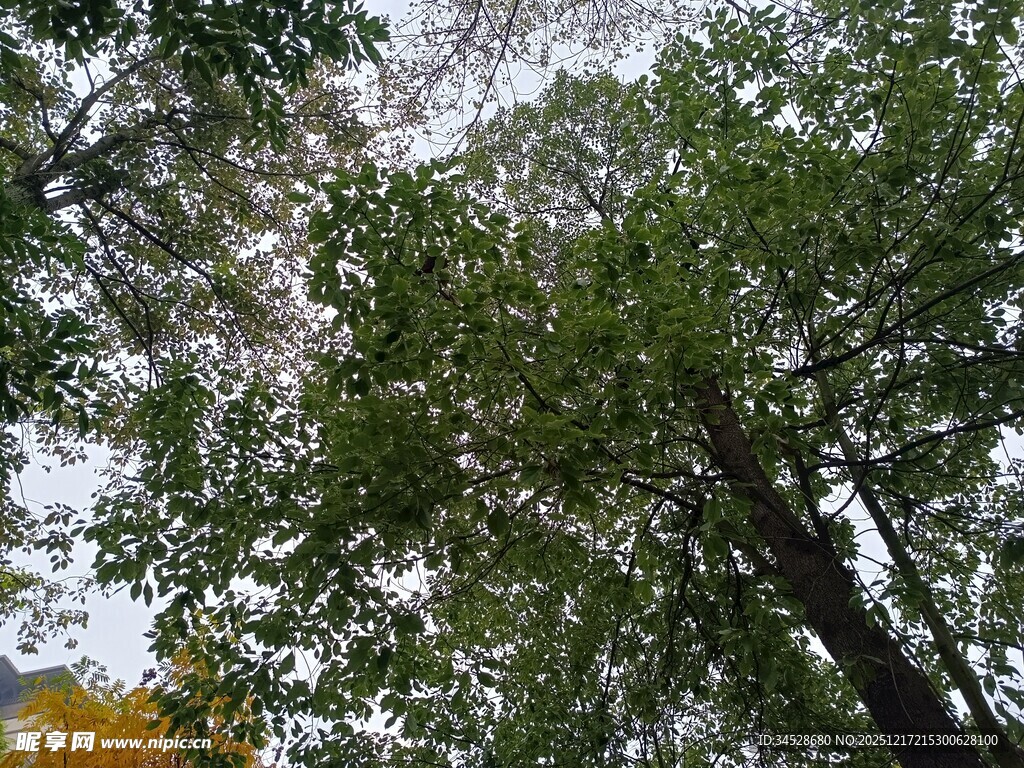 仰视茂密树林绿意盎然