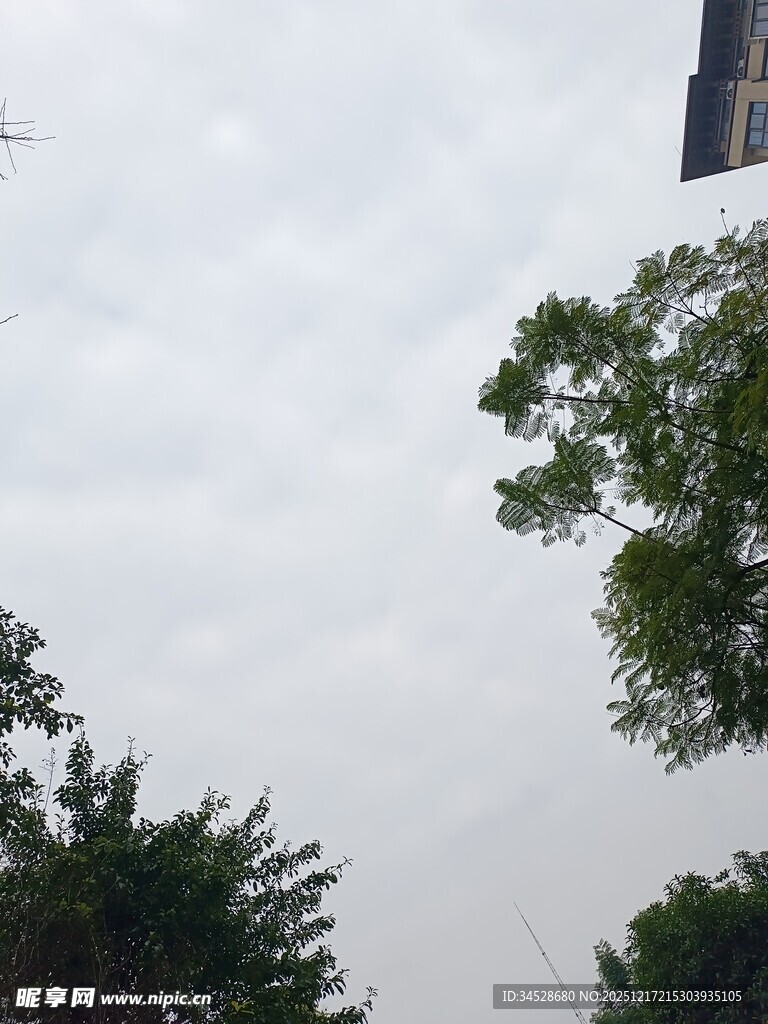 阴天中的树木与建筑轮廓