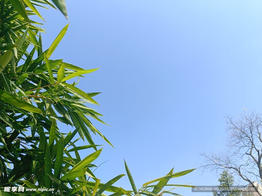 蓝天翠竹景致