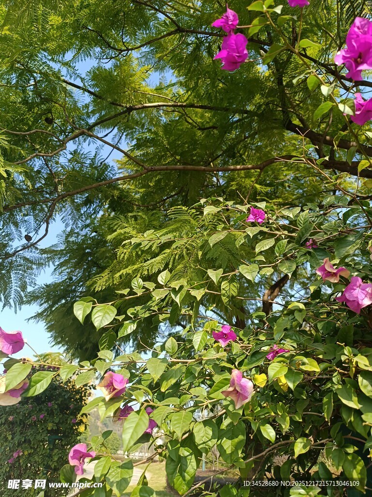 绿叶间绽放的娇艳繁花