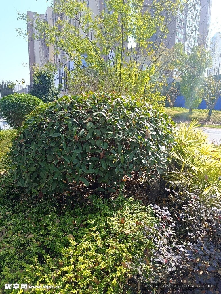 城市中繁茂的绿植景观