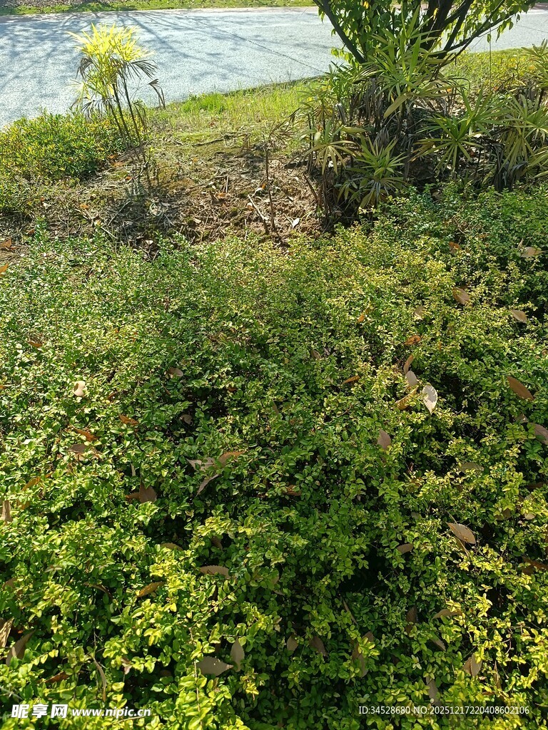 绿意盎然的植物景观