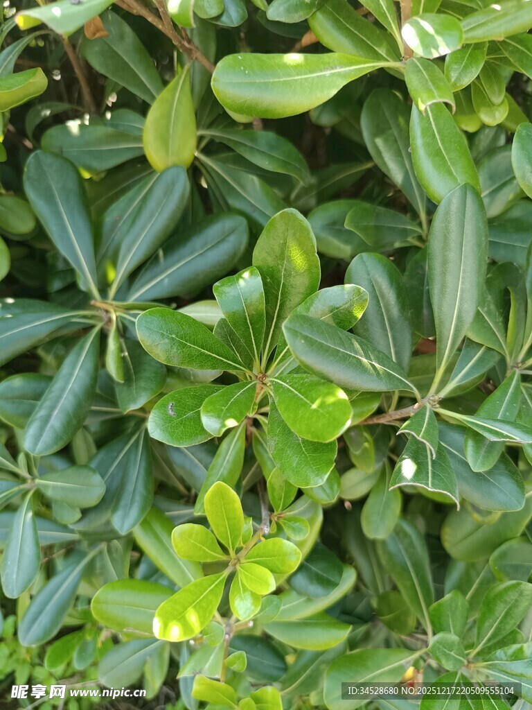 翠绿叶片的植物特写