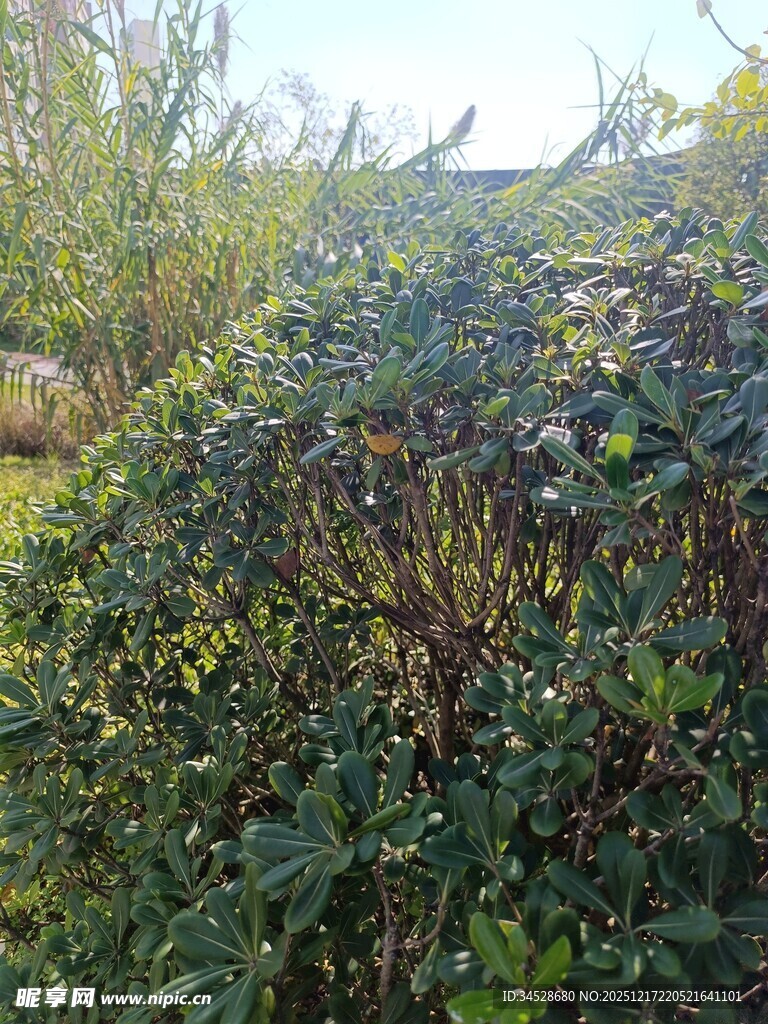野外繁茂的植物景观