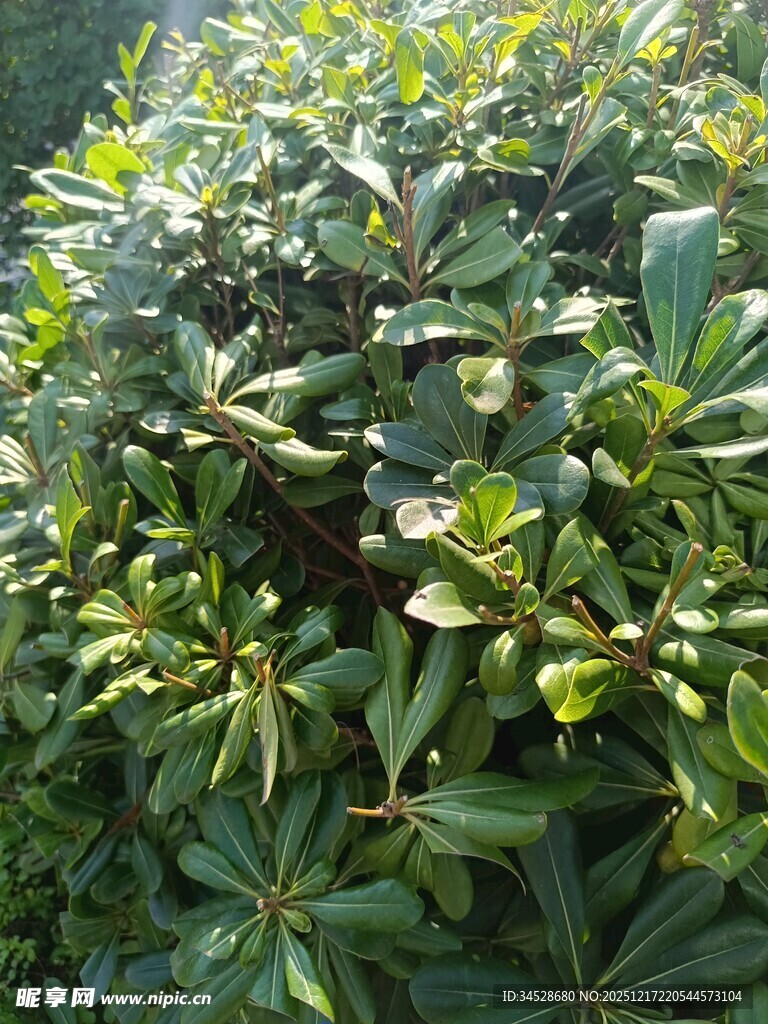 绿叶繁茂的植物景观