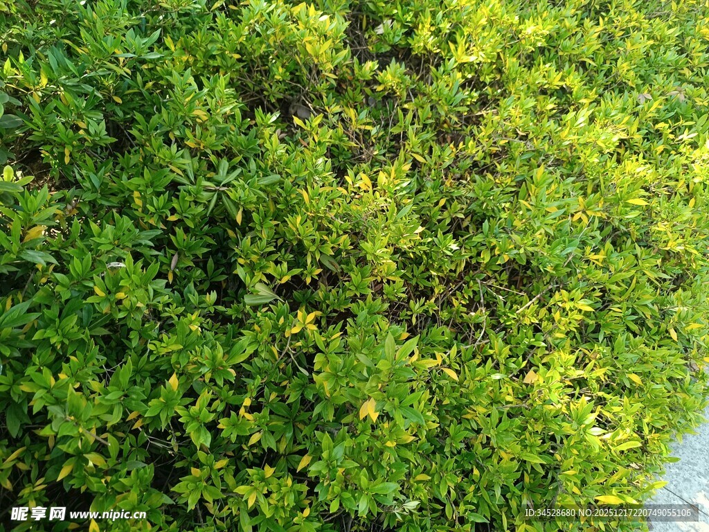 翠绿繁茂的灌木丛