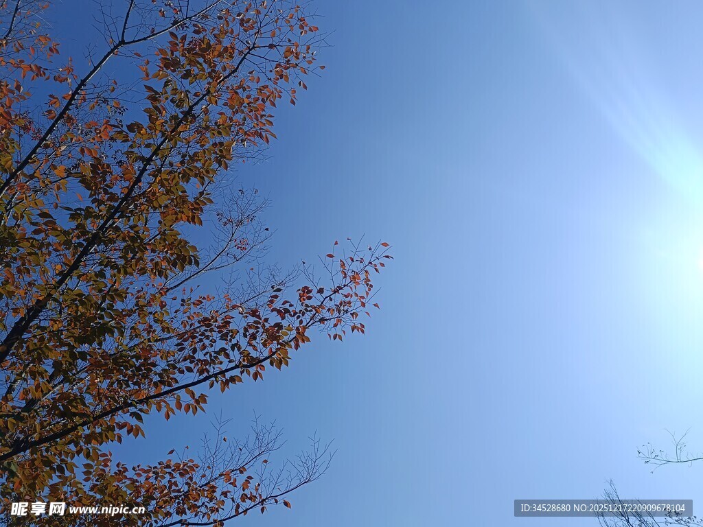 蓝天映衬下的秋日树枝