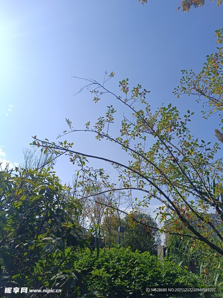 阳光下的繁茂绿植