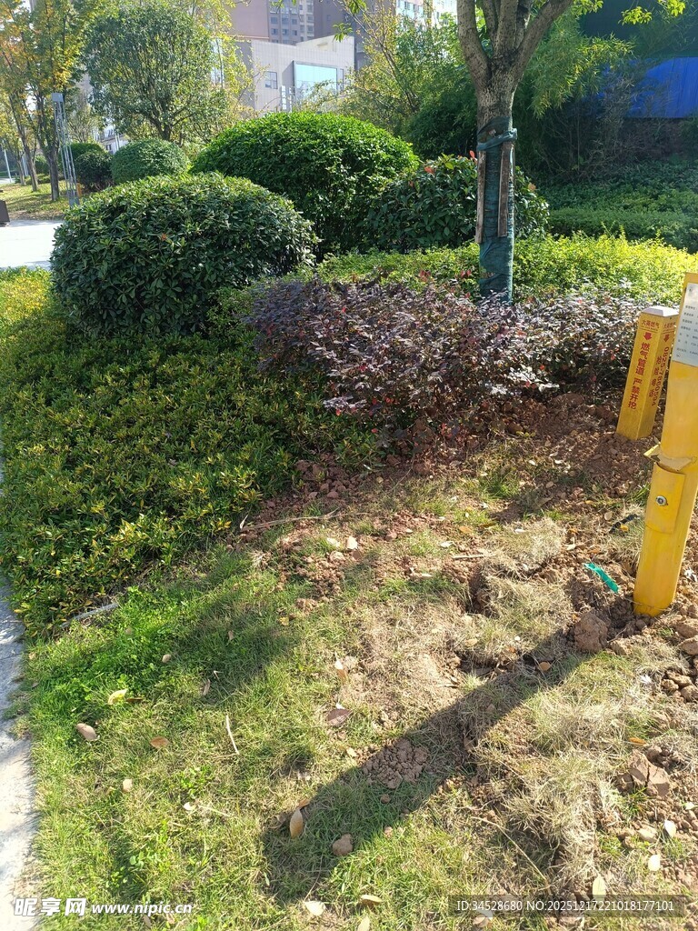 路边绿化景观局部