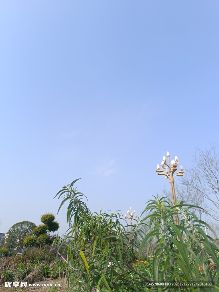 蓝天映衬下的花草植物