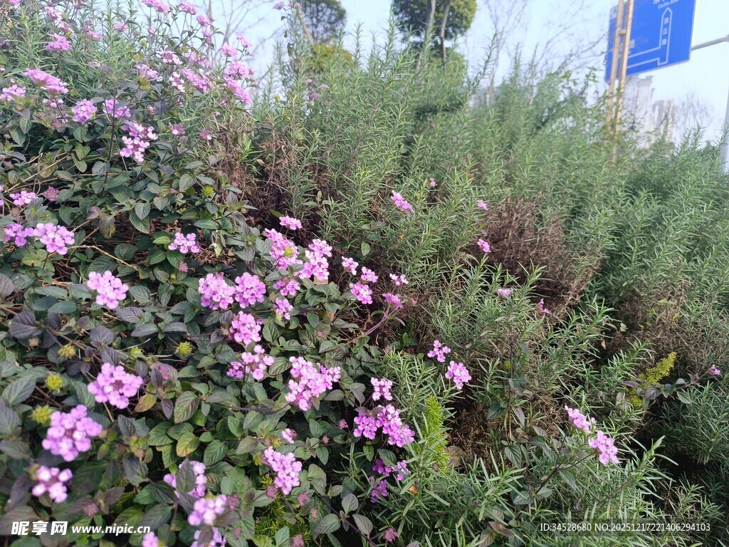 户外绽放的美丽粉色花丛