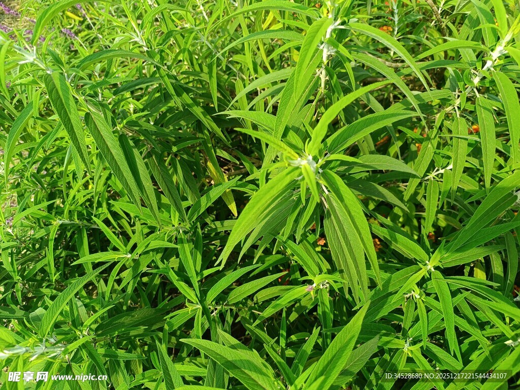 茂密绿色植物景观