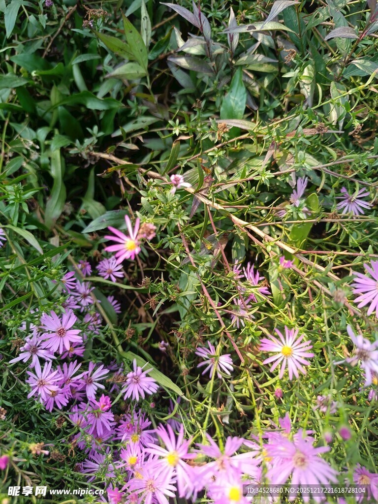 草丛中的紫色美丽小花