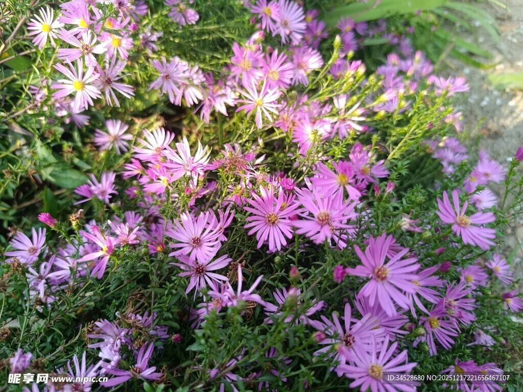 烂漫紫花绽放于草丛间