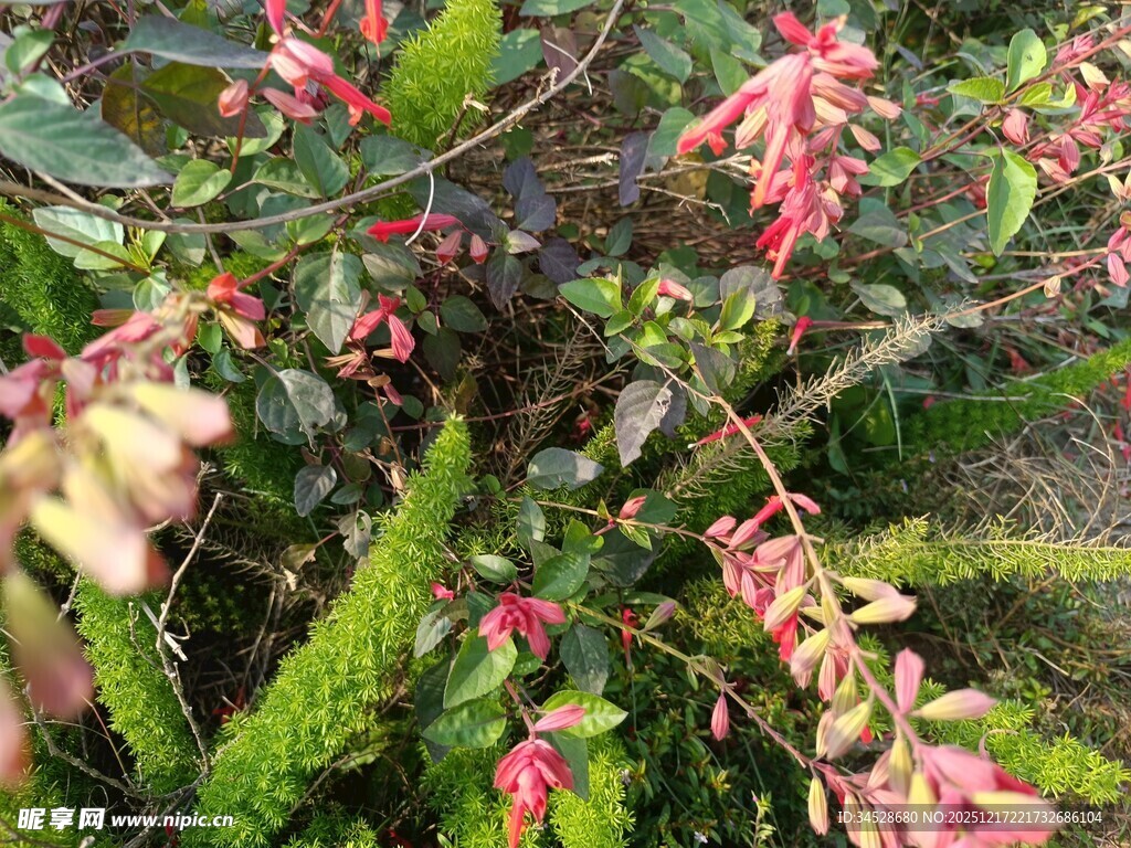 娇艳红花朵与绿叶相衬