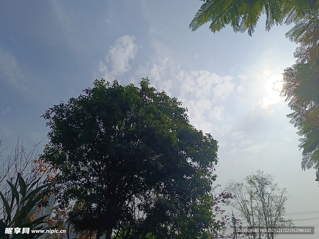 阳光下的绿树与蓝天