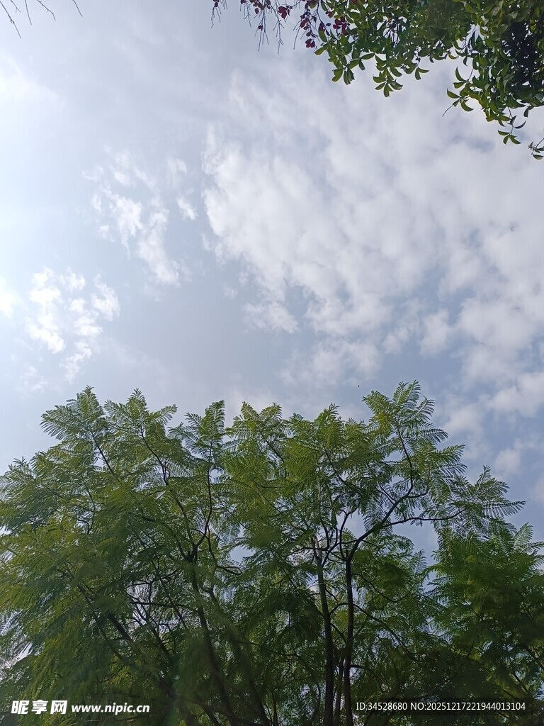 绿树之上的蓝天白云