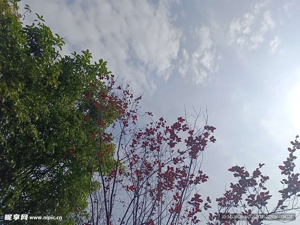 蓝天白云下的多彩树木