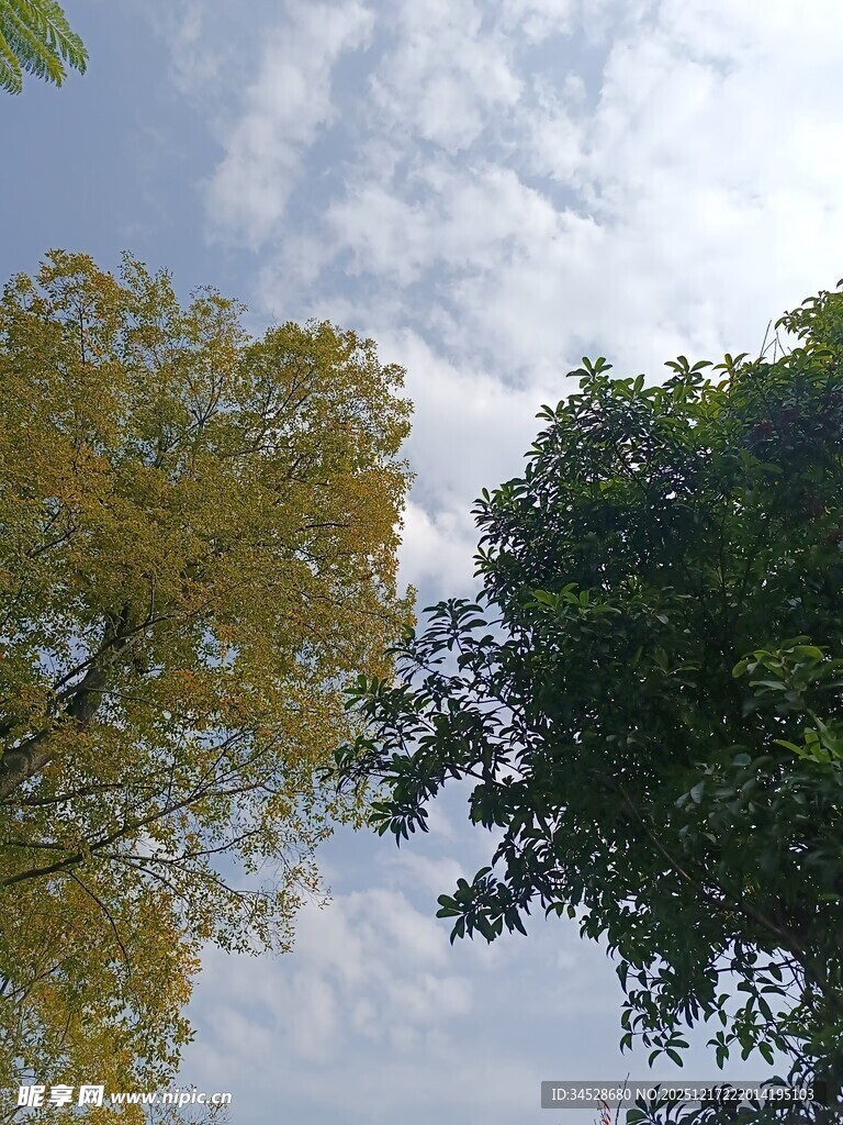 仰望蓝天绿树美景