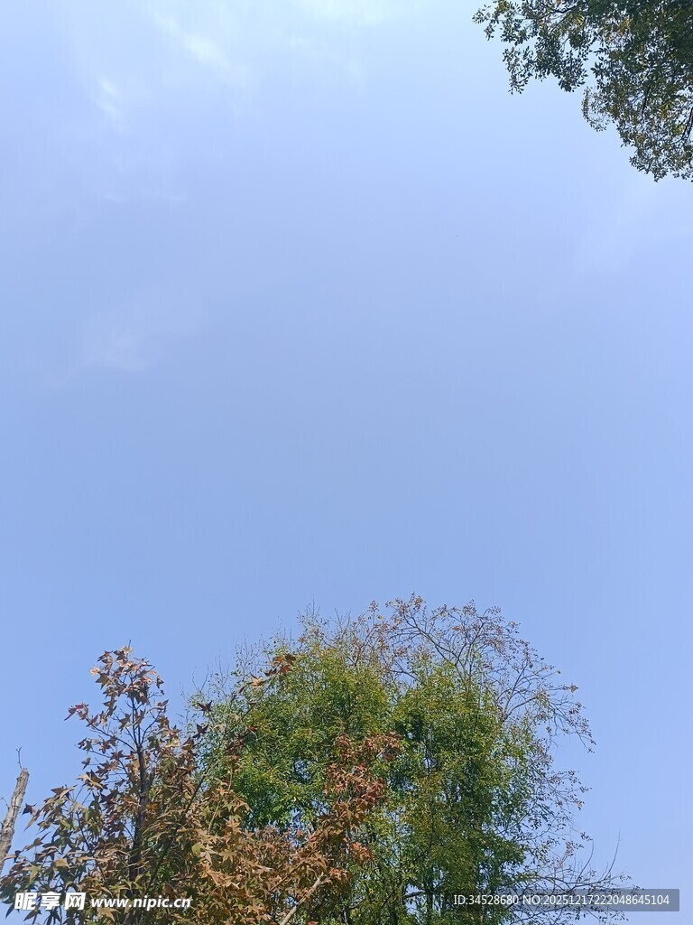 仰望蓝天与葱郁树木