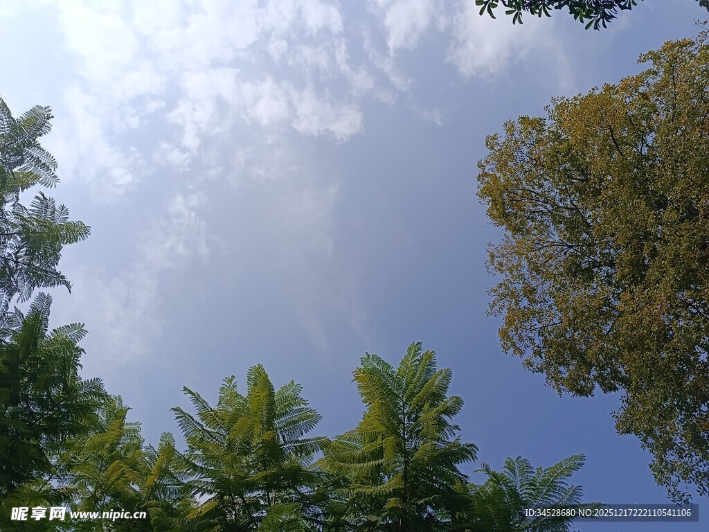 仰望蓝天绿树美景