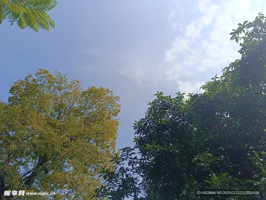 仰望蓝天绿树